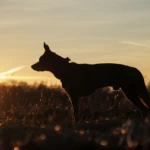 cztery i pół roku silhouette