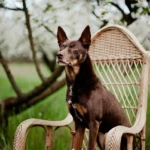 twelve years old, photo by Martyna Gawron kelpie dog sitting on a chair in an orchard
