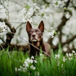 twelve years old, photo by Martyna Gawron kelpie in a flowering orchard