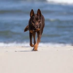 trzynaście lat kelpie nad morzem