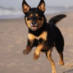 pięć i pół roku kelpie biegnący w stronę fotografa