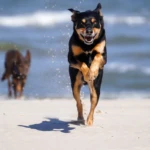 five and a half years old dog running on a beach, sea behind him