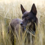 trzynaście lat kelpie w zbożu