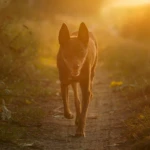 trzynaście i pół roku uśmiechnięty kelpie biegnący w świetlne poranka