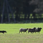 trial w Chróścinie Opolskiej, fot. Dorota Pałasz pies prowadzący owce po łące