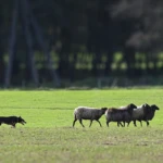 trial in Chróścina Opolska, cross drive, photo by Dorota Pałasz dog driving sheep through the pasture