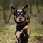 sześć i pół roku kelpie machający łapką