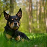 six and a half years old kelpie lying in a green grass