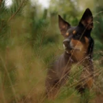 seven years old kelpie in pine trees