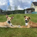 Lina and Tom, her brother, twelve weeks old, photo by Sabine Heiden two cream kelpie pups