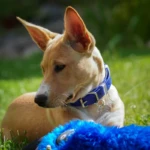 four months old portrait of a puppy with a toy