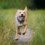four months old running puppy