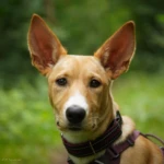 five months old Lina's portrait