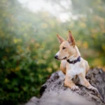prawie sześć miesięcy, fot. Paweł Królikiewicz kremowy szczeniak kelpie na kłodzie drewna