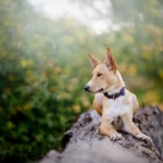 prawie sześć miesięcy, fot. Paweł Królikiewicz kremowy szczeniak kelpie na kłodzie drewna