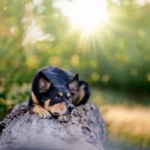 almost eight years old, photo by Paweł Królikiewicz dog lying on a log