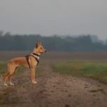 prawie siedem miesięcy pies w jesiennym krajobrazie
