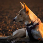 seven months old a peaceful shot of a dog lying in a field, bathed in the soft glow of sunrise