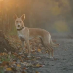 osiem i pół miesiąca working kelpie Lina