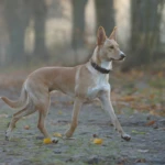 osiem i pół miesiąca working kelpie w kłusie