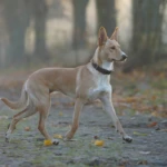 osiem i pół miesiąca working kelpie w kłusie