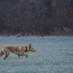 prawie 9 miesięcy Lina skradająca się