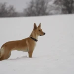 jej pierwszy śnieg :) prawie 9 miesięcy working kelpie na śniegu