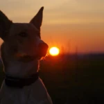 almost ten months old portrait against the sunset