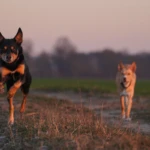eight years old running kelpies