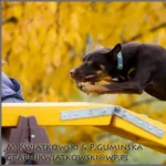 Raca pędząca na kładce, 2011, fot. Paula Gumińska i Maciek Kwiatkowski Working kelpie Raca na kładce