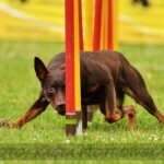 Raca at weave poles, agility competition in Sopot, 2013, photo by Kasia Piotrowska Working kelpie Raca at weave poles