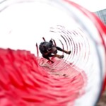 Raca running through an agility tunnel, 2012, photo by Martyna Gawron Working kelpie Raca inside a tunnel