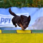 Competition in Bydgoszcz, 2012, photo by Alicja Matejuk Working kelpie Raca jumping over agility wall