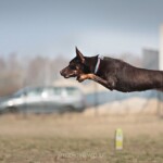 Raca on agility training, 2012, photo by JiM Working kelpie Raca flying to the jump