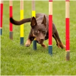 Agility competition in Annówka, 2012, photo by Krzysztof Fagas Working kelpie Raca at weave poles
