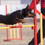 Raca na treningu, 2012, fot. Paula Gumińska i Maciek Kwiatkowski Working kelpie Raca na treningu agility
