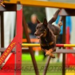 Agility competition in Sopot, 2013, photo by Kasia Piotrowska Working kelpie Raca jumping over an agility jump on competition