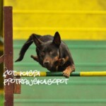 Raca na zawodach w Bydgoszczy, 2012, fot. Kasia Piotrowska Working kelpie Raca nad hopką