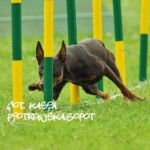 Raca doing weave poles, 2012, photo by Kasia Piotrowska working kelpie Raca at weave poles