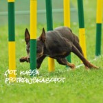 Raca na slalomie, Bydgoszcz, 2012, fot. Kasia Piotrowska Working kelpie Raca pokonująca slalom