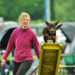 Raca just before spectacular flyer :D. Competition in Bydgoszcz, 2012, photo by Kasia Piotrowska Working kelpie Raca on a see-saw