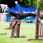 Raca nad hopką, zawody w Bydgoszczy, 2012, fot. fodograf Working kelpie Raca na zawodach agility w Bydgoszczy