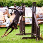 Raca - the only dog who did things like that when she jumped :). Competition in Bydgoszcz, 2012, photo by fodograf Working kelpie Raca, agility competition in Bydgoszcz