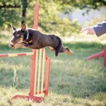 Raca w locie, 2011, fot. Martyna Gawron Working kelpie Raca na treningu agility