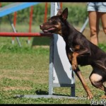 At LoLaBuLand, training with Silvia Trkman, 2011, photo by Olga Kwiecień Working kelpie Raca at Silvia Trkman training center