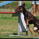 Raca na treningu w LoLaBuLand, u Silvii Trkamn, 2011, fot. Olga Kwiecień Working kelpie Raca u Silvii Trkman