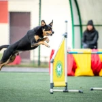 fot. Alicja Matejuk kelpie w locie do hopki