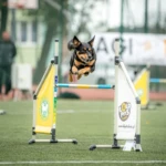 fot. Alicja Matejuk Tammi nad hopką