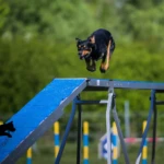 fot. Natalia Karpińska kelpie na kładce