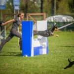 fot. Natalia Karpińska kelpie nad agilitowym murkiem